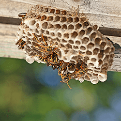 paper wasps up close