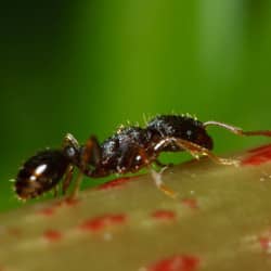 pavement ant crawling on plant
