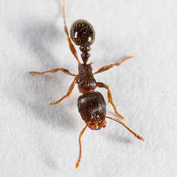 pavement ant up close