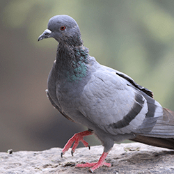 pest bird near springfield business