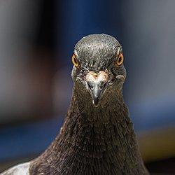 pigeon up close