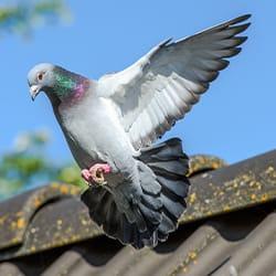 a pigeon flying off of a roof