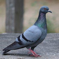 pigeon walking on sidewalk