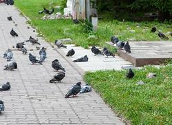 pigeons on a sidewalk