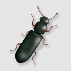 powder post beetle