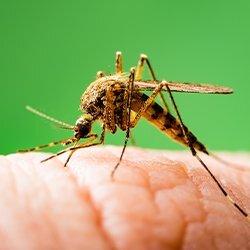 mosquito biting human hand