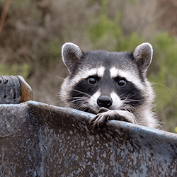raccoon in hartford