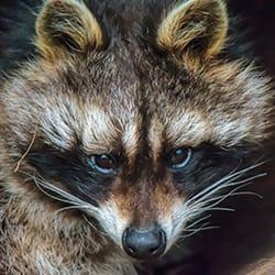 a raccoon head on as it sneaks around a hartford connecticut property during early fall season