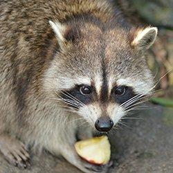 a raccoon in avon massachusettes