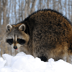 raccoon outside home