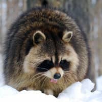 raccoon seeking winter shelter