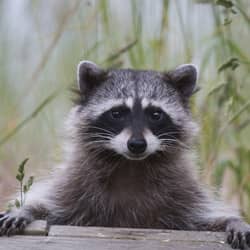 raccoon looking to enter a springfield home