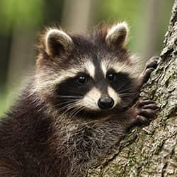 raccoon resting on tree