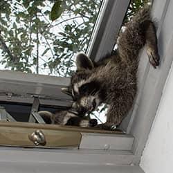 racoons invading a home