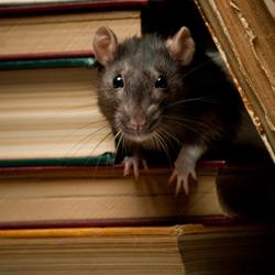 a rat sneaking between books