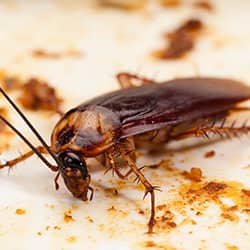 cockroach on dinner plate