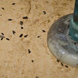 rodent droppings under sink cabinet