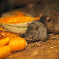 rodents eating food in a home