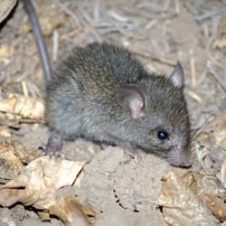 mouse found near a home in springfield