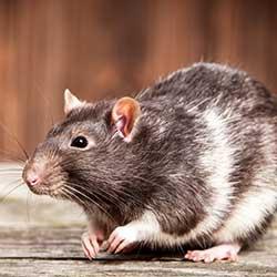 up close image of a rat crawling inside a home