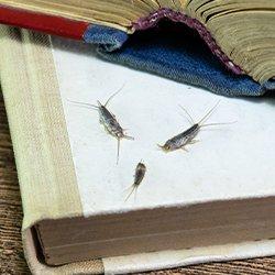 silverfish crawlig on a book