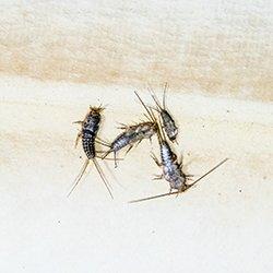 silverfish crawling on books