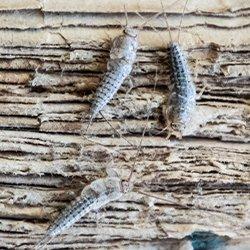 a group of silverfish eating paper