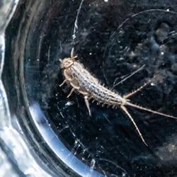 a silverfish crawling around the drain in a bathroom sink inside of a new england home