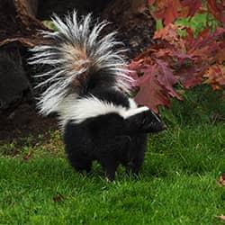 skunk in yard