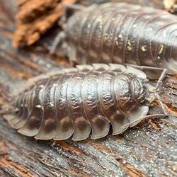 sow bug on wood