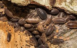swarm of sow bugs