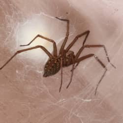 house spider in web