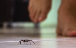 spider on floor in home
