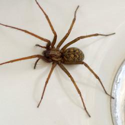 spider found in sink
