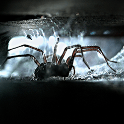 spider hiding in basement