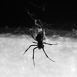 a house spider spinning its web in a springfield massachuseettes home