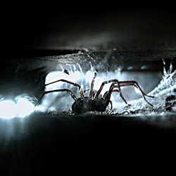 house spider in basement