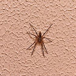 a spider crawling on a wall
