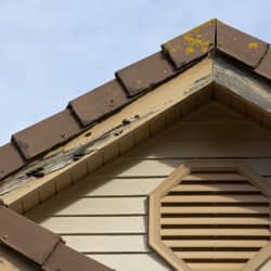 termite damage on a springfield home