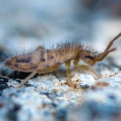 Gnats and Springtails – Common Pests Following a Wet Spring