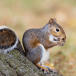 squirrel looking for food and shelter