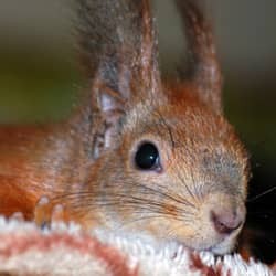 squirrel hiding in massachusetts home