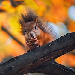 a squirrel chewing an an acorn while balancing on a limb outside of a hartford conneticut home