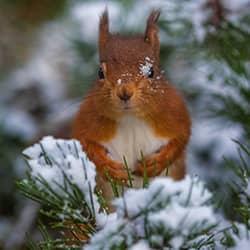 squirrel on tree branch