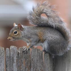 squirrel on fence