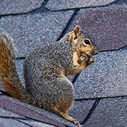 squirrel looking to get into hartford home