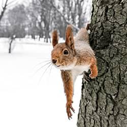 squirrel on tree