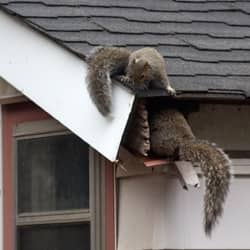 squirrels finding way into a springfield home