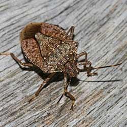 up close image of a stink bug crawling on a wooden table