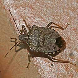 up close image of a stink bug crawling on a kitchen counter
